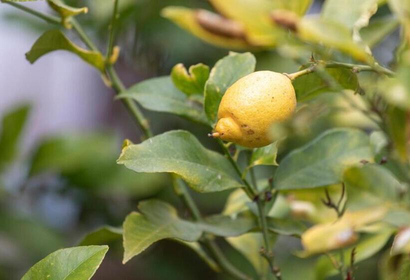 مبيت وإفطار Fattoria Il Laghetto