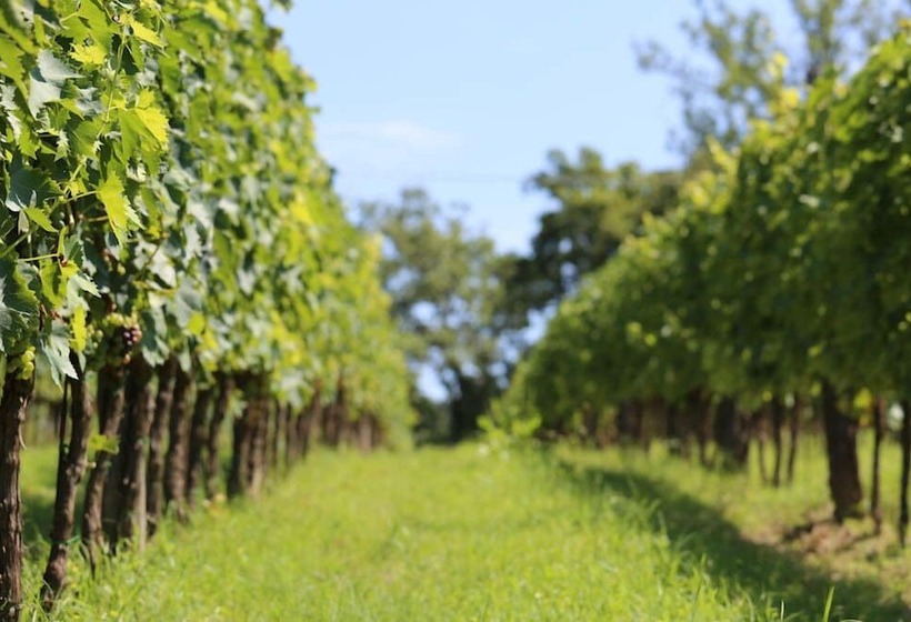 교외 호텔 Podere Della Bruciata B&b