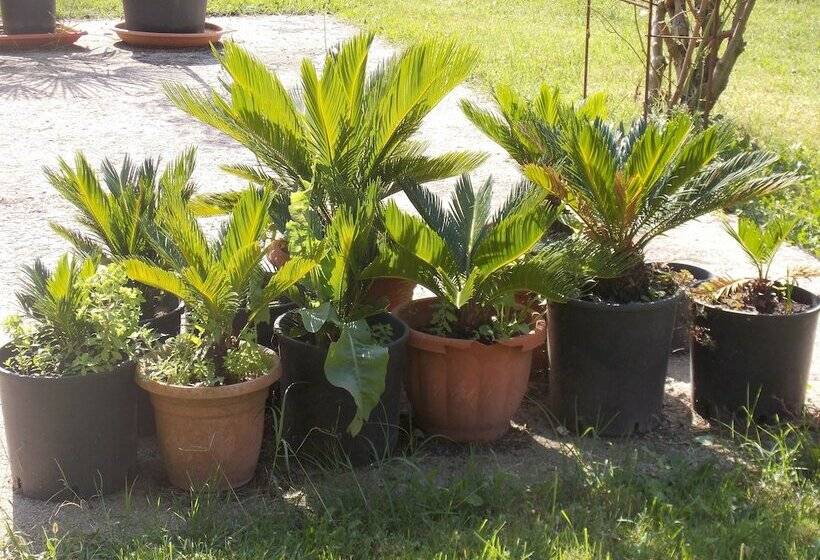 فندق فئة نجمة واحدة Villa Dei Butteri   Aprilia