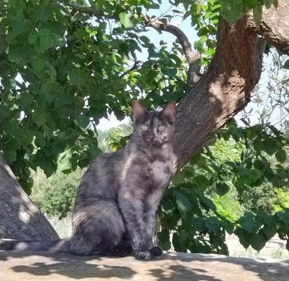 فندق ريفى Masseria Catucci Agriturismo