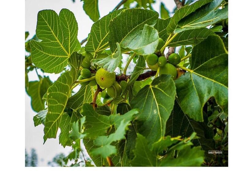 乡村酒店  Bioagriturismo Podere Montisi