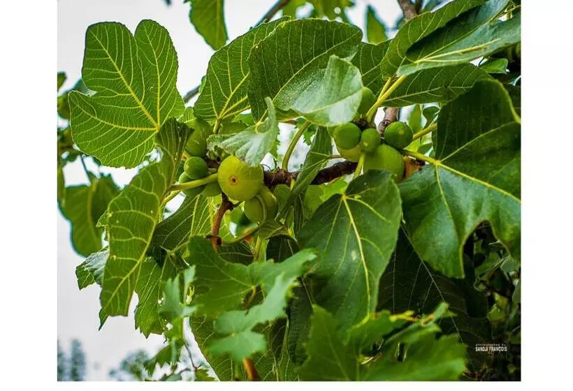 田舎風ホテル Bioagriturismo Podere Montisi