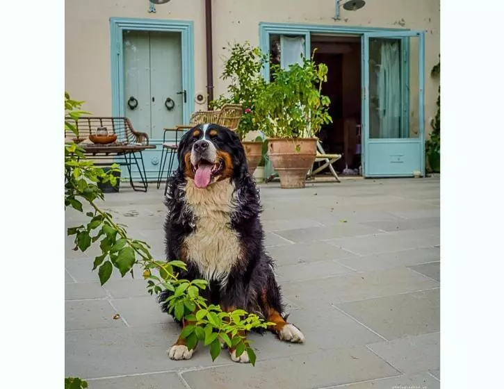 田舎風ホテル Bioagriturismo Podere Montisi