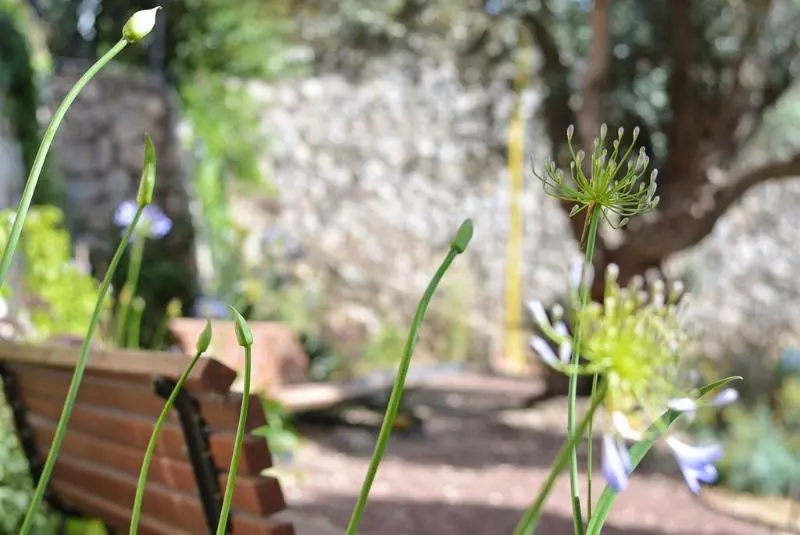 Ruth Safed By Dan Hotels