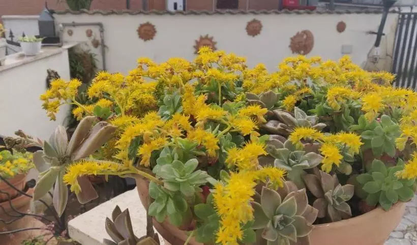 Hotelli Hillary House