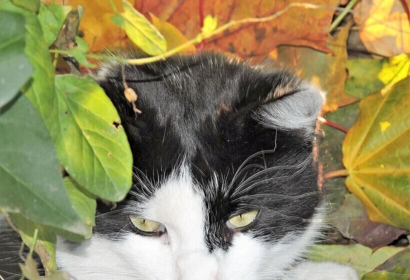 ベッドアンドブレックファースト Gästehaus Klopfer