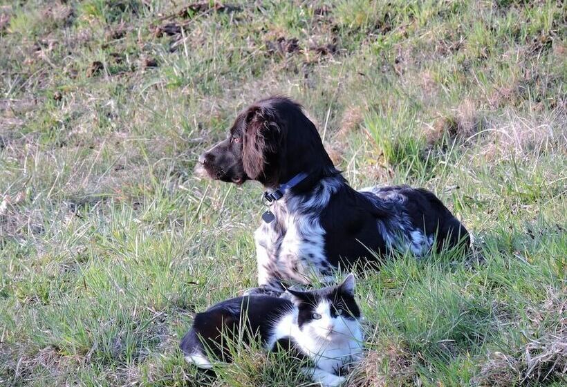 ベッドアンドブレックファースト Gästehaus Klopfer