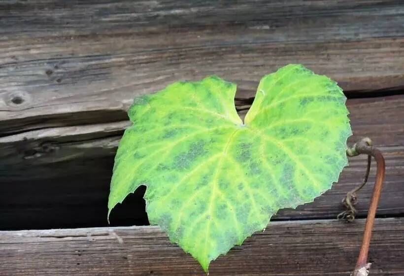 Aamiaismajoitus (B&B) Gästehaus Klopfer