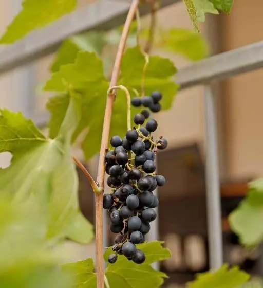 Aamiaismajoitus (B&B) Vinotel Weinstrasse