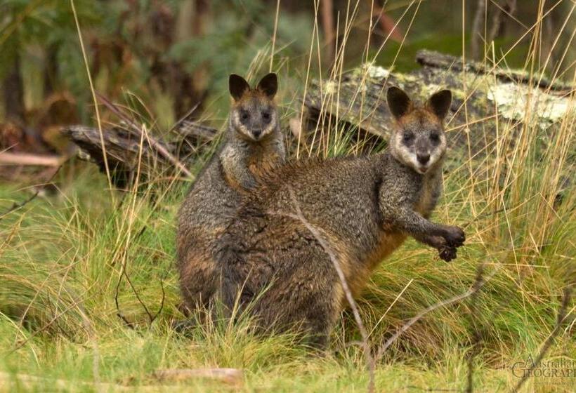 Llarrinda Bed & Breakfast