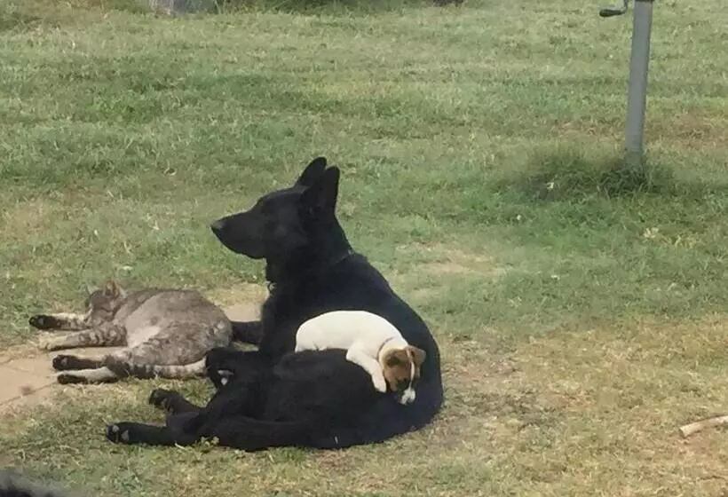 Alpine Country Motel And Metro Roadhouse Cooma