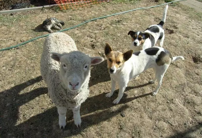 Alpine Country Motel And Metro Roadhouse Cooma