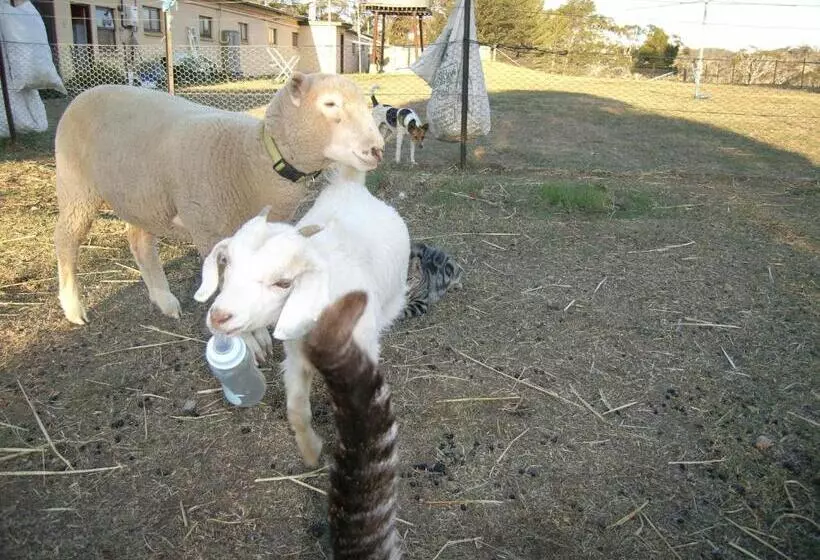 Alpine Country Motel And Metro Roadhouse Cooma