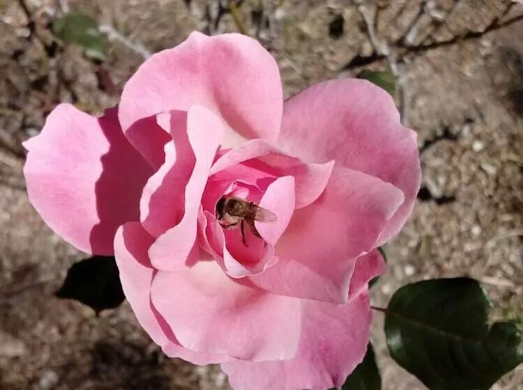 Pension Marri Lodge & Cottages