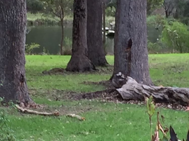 بنسيون Marri Lodge & Cottages