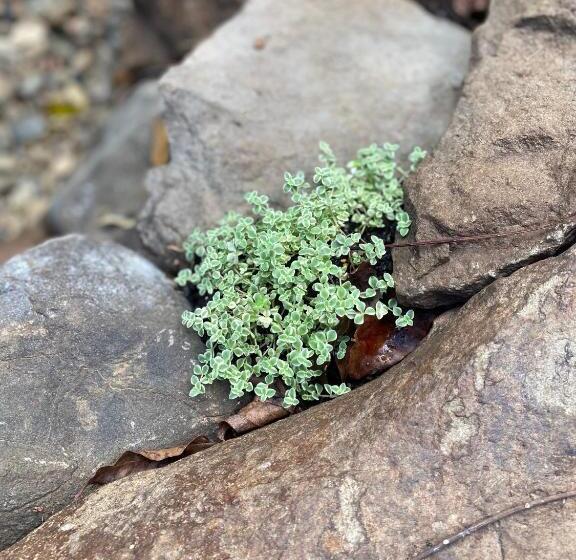 Bed and Breakfast Montville Misty View Cottages