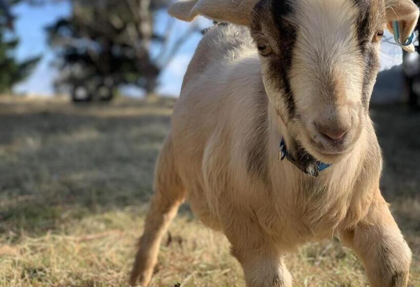 호텔 Heimat Farmstay