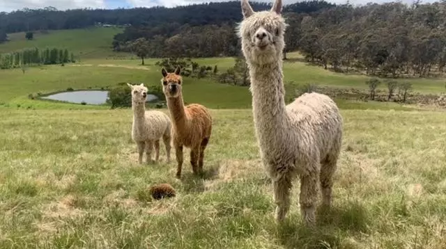 ホテル Heimat Farmstay