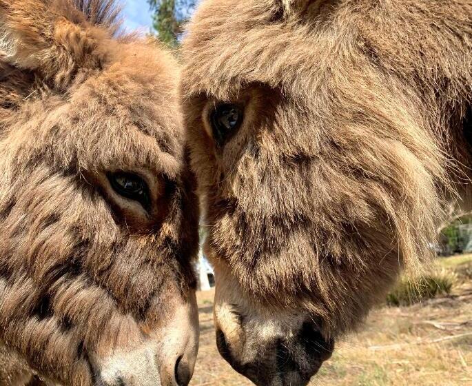 호텔 Heimat Farmstay