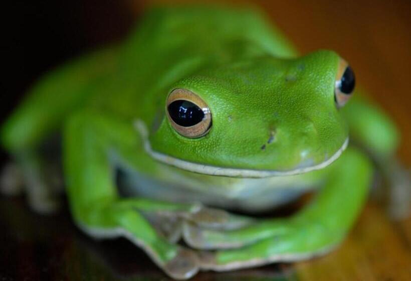 리조트 Sejala Beach Huts