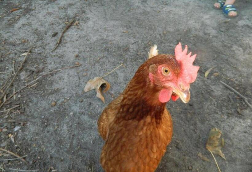 Отель Margaret River Hideaway & Farmstay