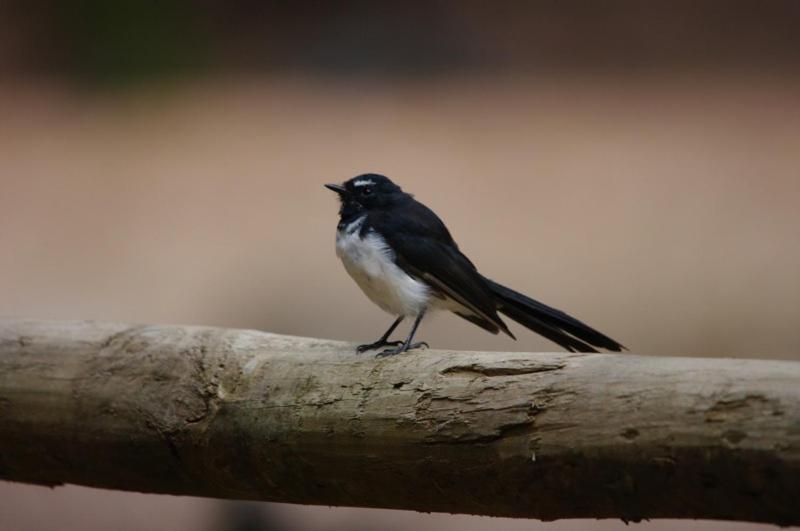 Отель Margaret River Hideaway & Farmstay