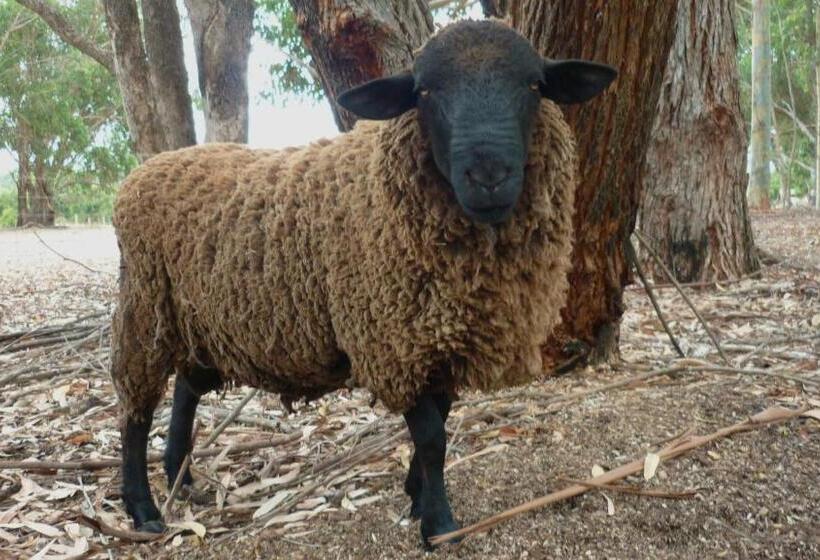 Отель Margaret River Hideaway & Farmstay