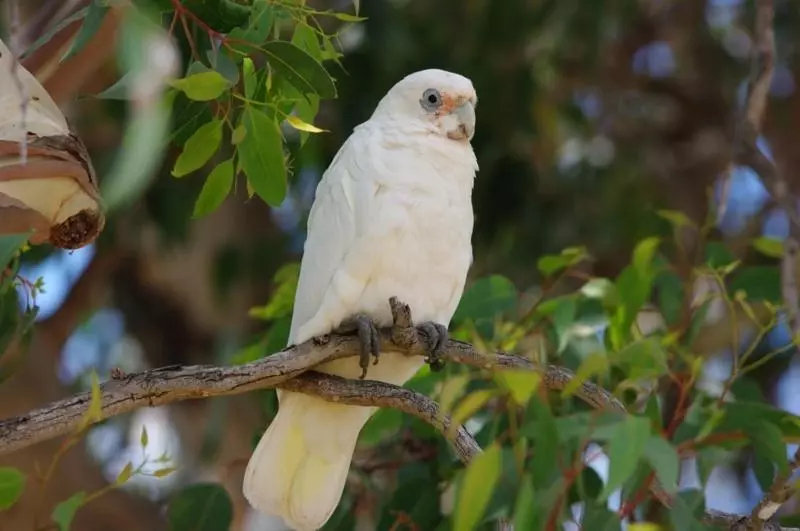 ホテル Margaret River Hideaway & Farmstay