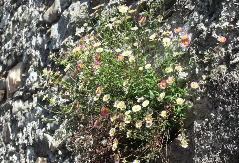 ホテル Albergo La Genzianella