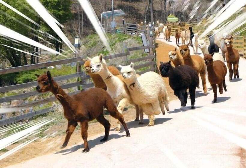 ホテル Heidi Korea