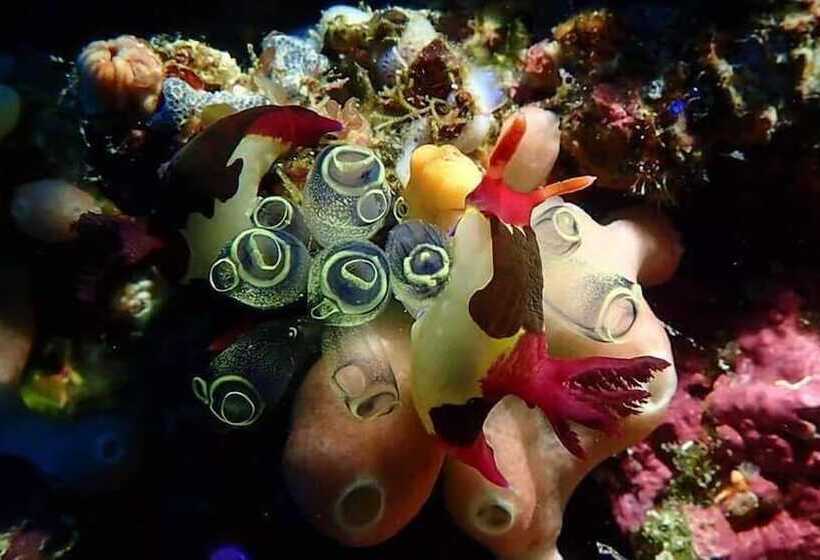 Islandia Beach Resort