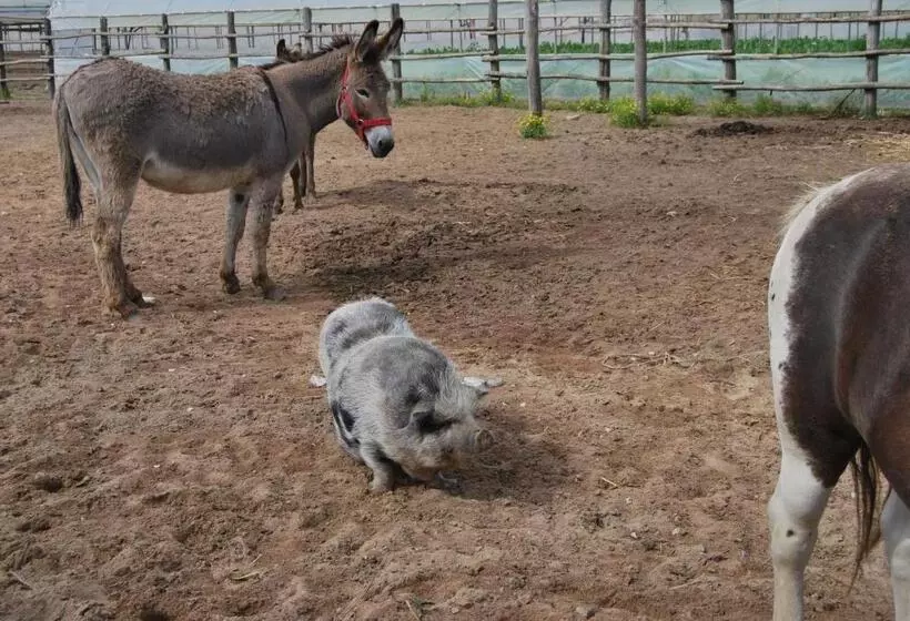 Aamiaismajoitus (B&B) Le Terre Di Bac