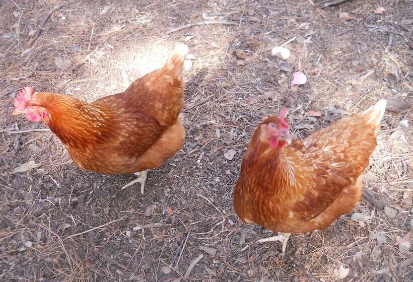 ホテル Fernleigh Accommodation