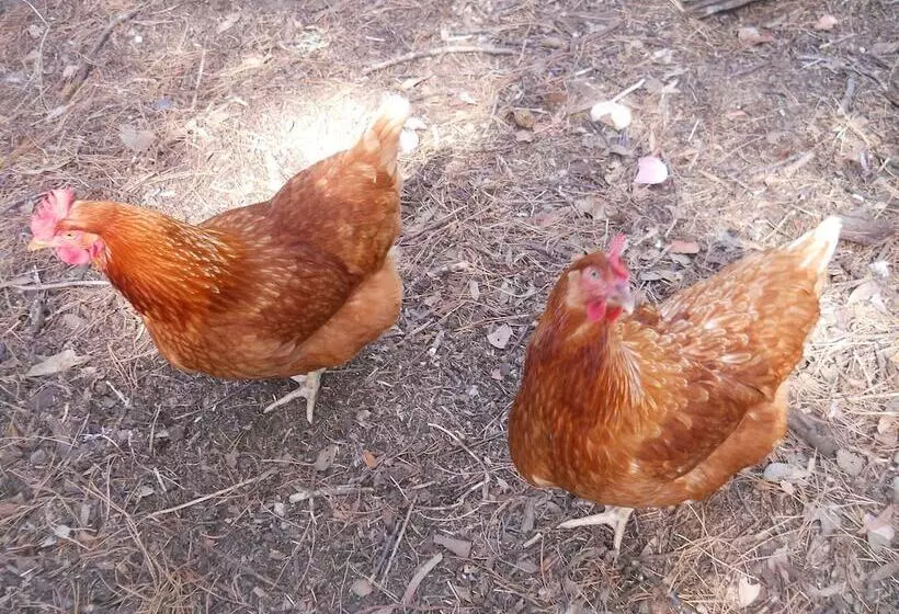 ホテル Fernleigh Accommodation