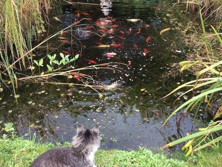 Kullabygdens Bed & Breakfast