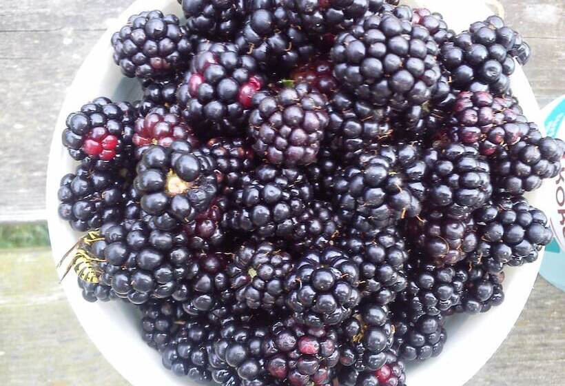 Kullabygdens Bed & Breakfast