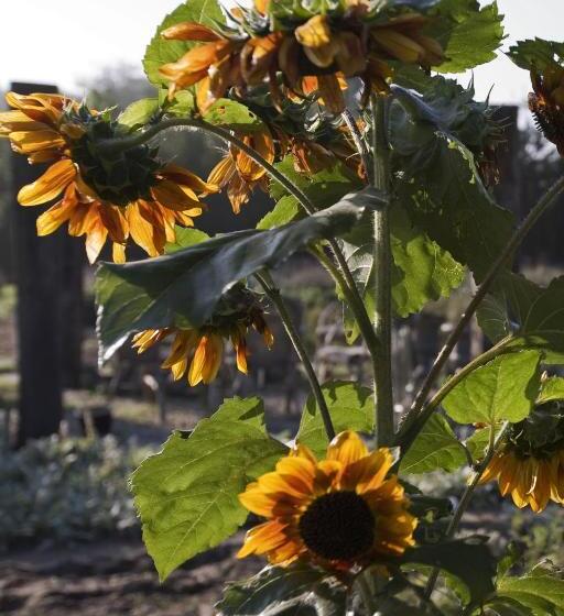 민박 Bloemenboerderij Aperloo