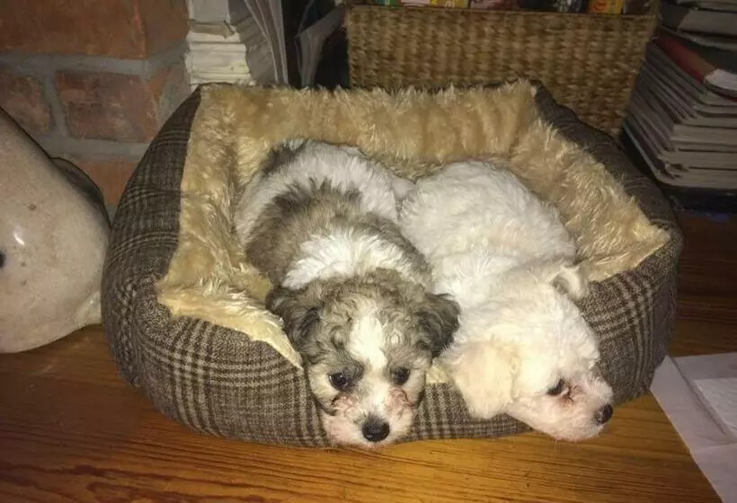 Aamiaismajoitus (B&B) Deeside Manor