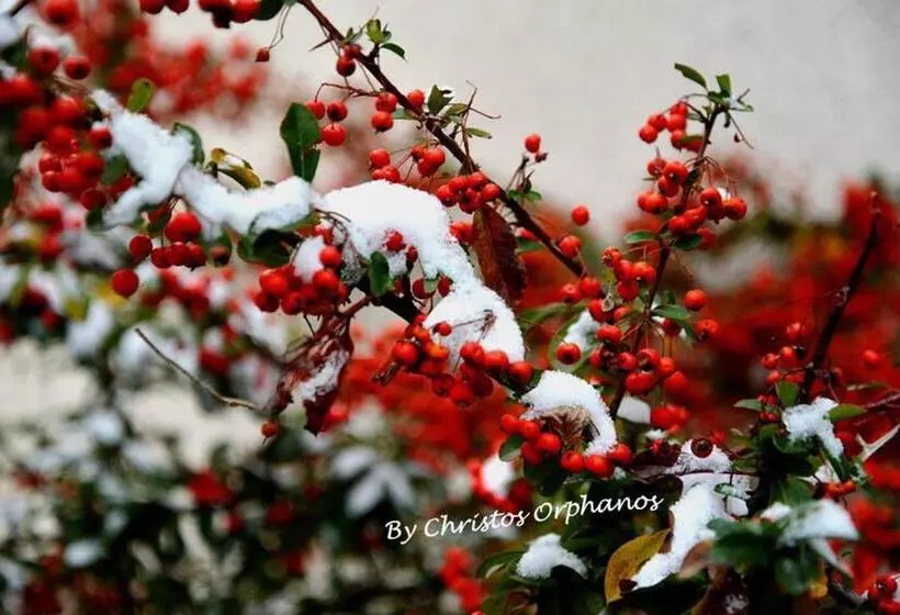 ペンション Arhontiko Askas Mansion