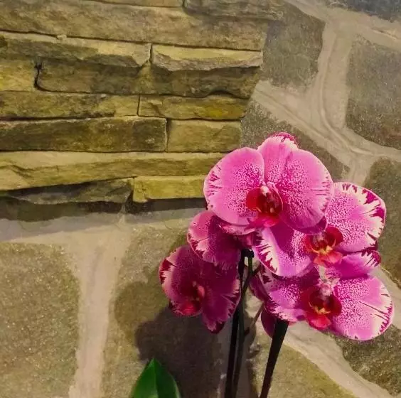 ペンション Family Hotel Valchanovata Kashta