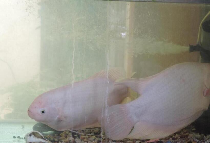 ペンション Mount