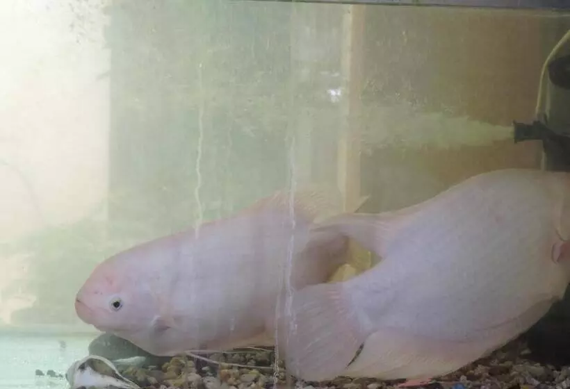 پانسیون Mount