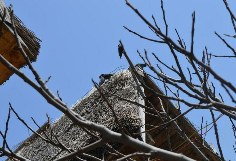 פנסיון Vadu Cazare