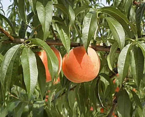 ریوکان Seishokan