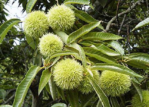 Рёкан Seishokan