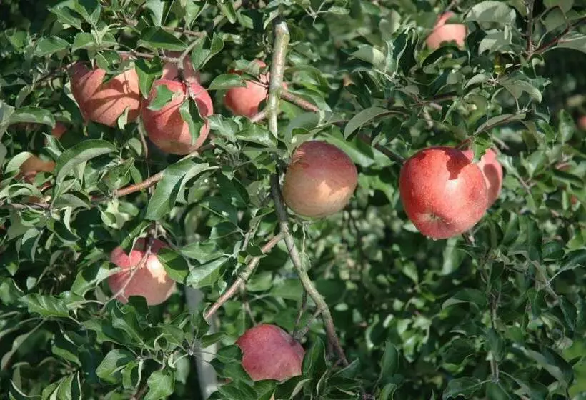 ریوکان Seishokan