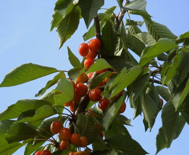 Рёкан Seishokan