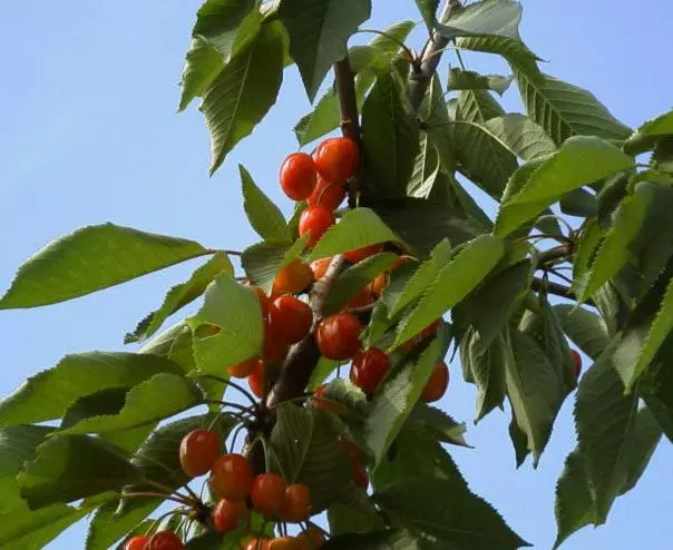 ریوکان Seishokan