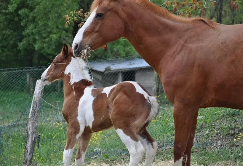 田舎風ホテル Agriturismo Il Picchio Verde