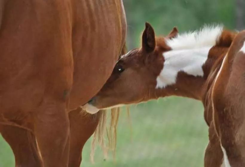 田舎風ホテル Agriturismo Il Picchio Verde